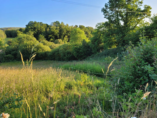 A Quick and Honest Guide to Growing Willow