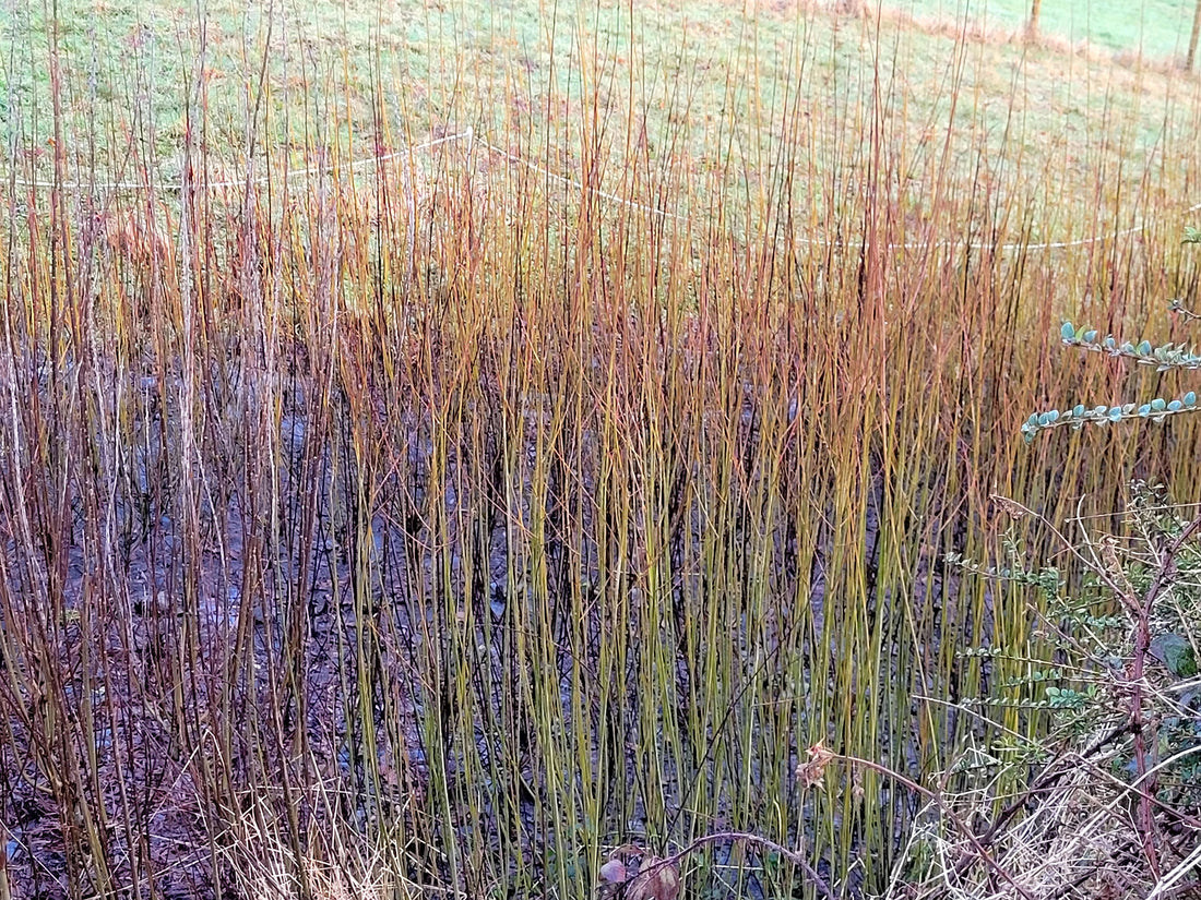 Incorporating Willow into Your Sustainable Lifestyle