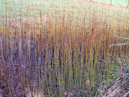 Incorporating Willow into Your Sustainable Lifestyle